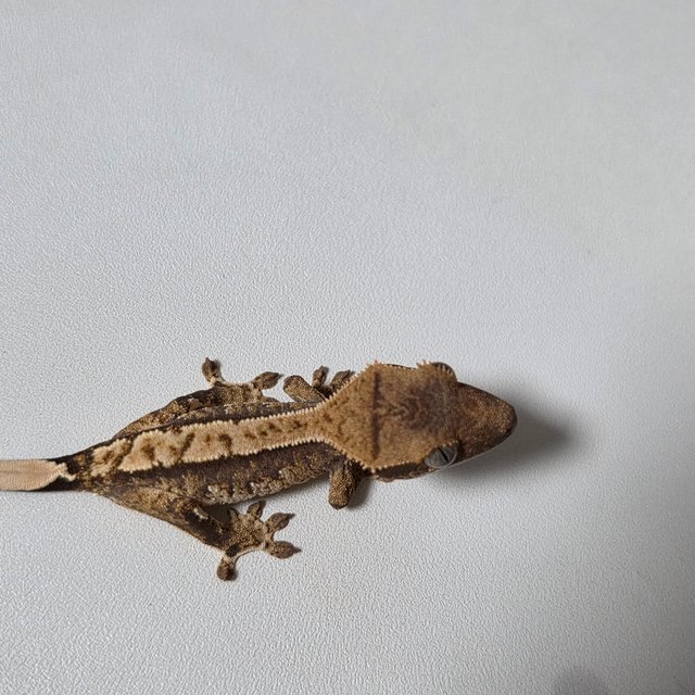 노멀 화이트핀 할리퀸 핀스트라이프 바브