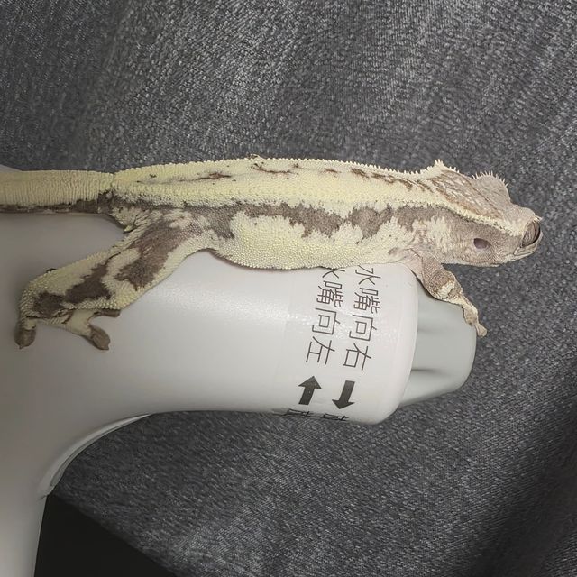 프라푸치노 RCK 드리피 화이트핀