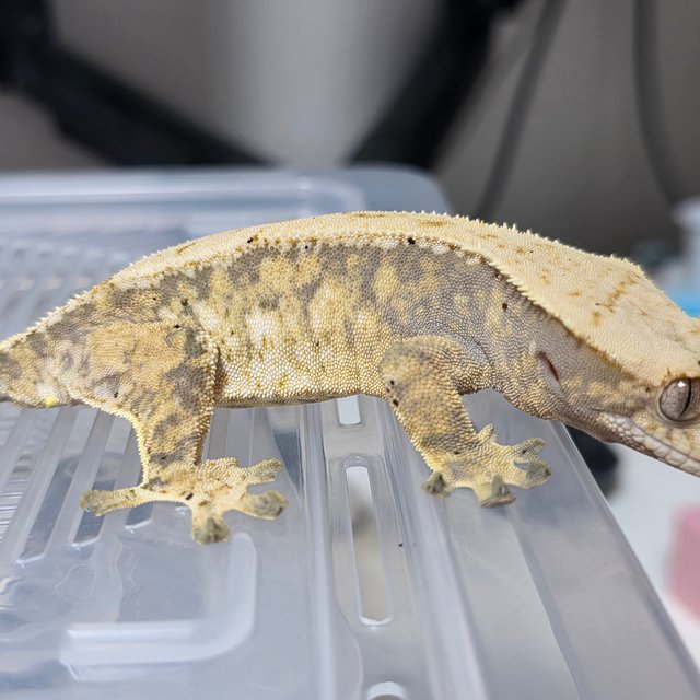 노멀 트라이 드리피 화이트핀