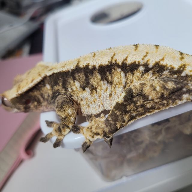 노멀 트라이 화이트핀 바브 드리피