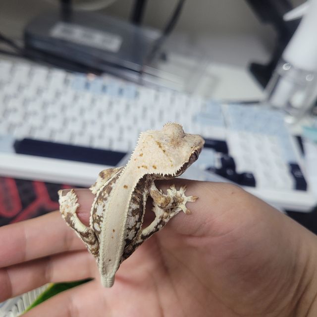 릴리화이트