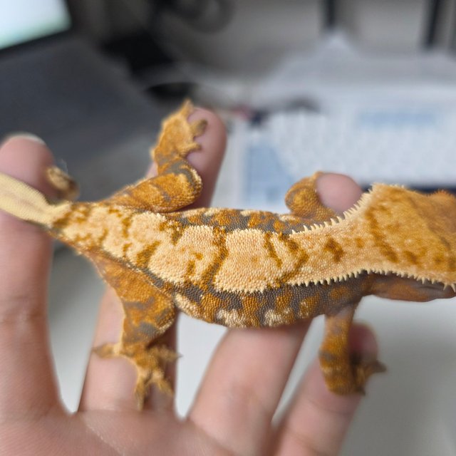 노멀 트라이 드리피 텐저린