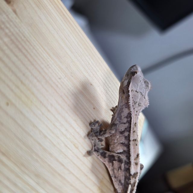 세이블
