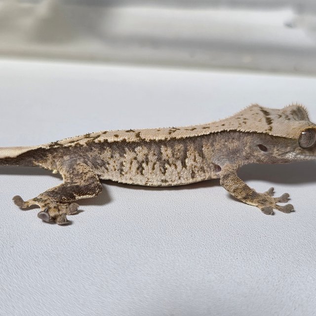 노멀 트라이 화이트스팟 바브 텐저린 드리피