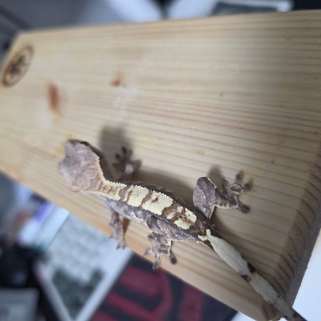 다크 카푸치노 화이트