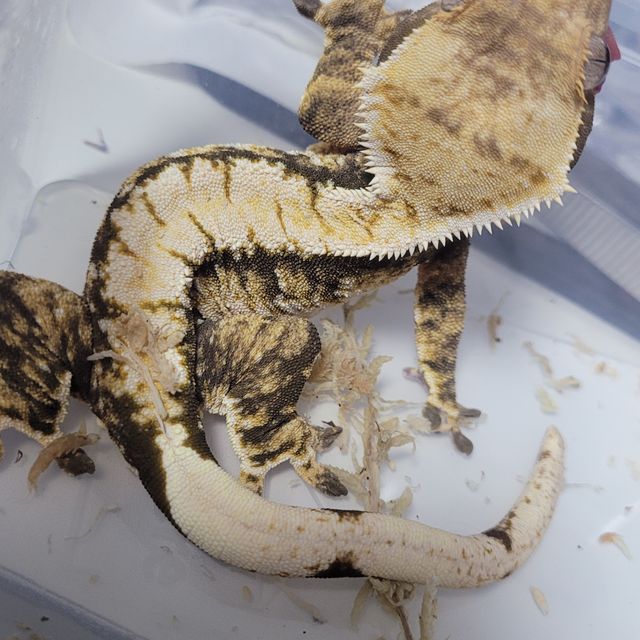 노멀 트라이 화이트핀 바브 드리피