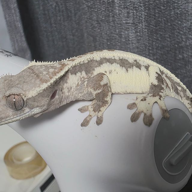 프라푸치노 RCK 드리피 화이트핀