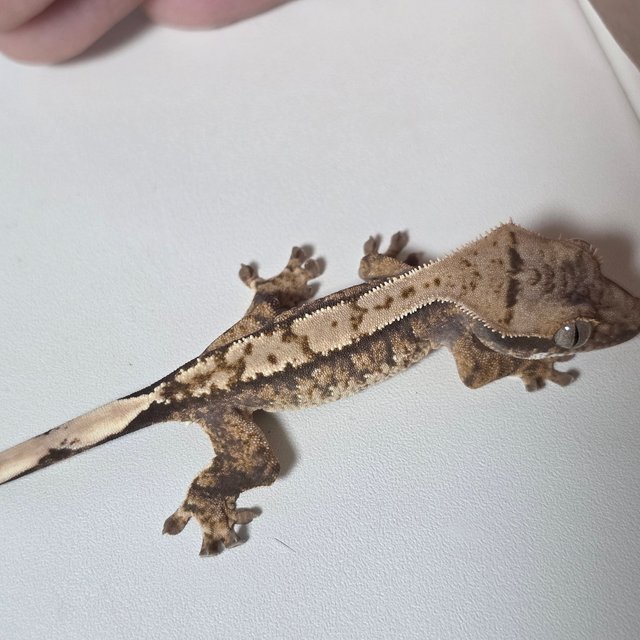 노멀 트라이 화이트스팟 바브 텐저린 드리피