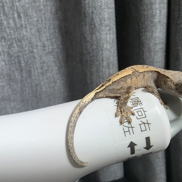 세이블