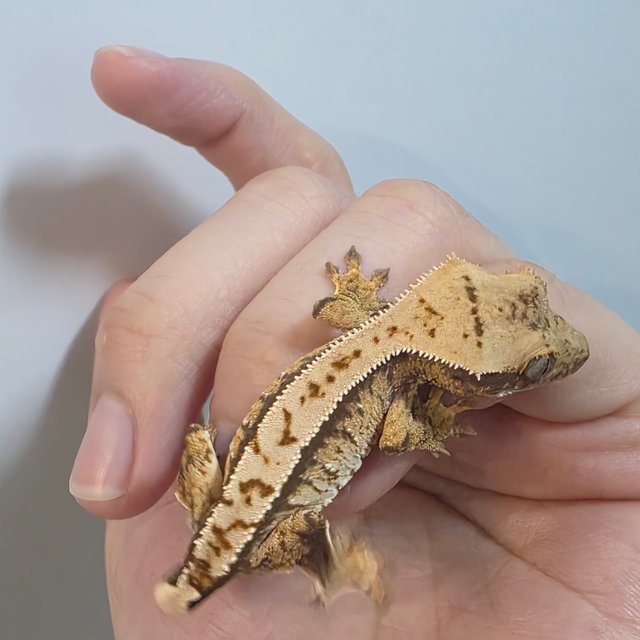 트라이 화이트스팟 화이트