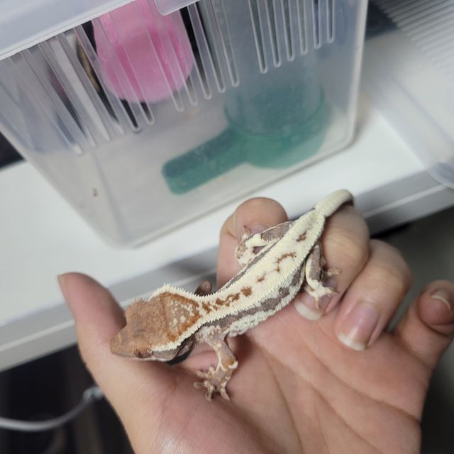 프라푸치노 RCK 드리피 화이트핀