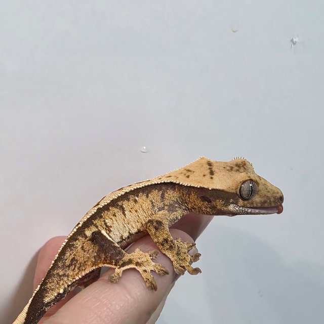 트라이 화이트스팟 화이트