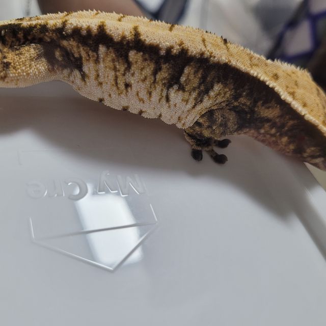 노멀 트라이 화이트핀 바브 드리피