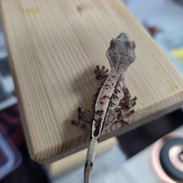 세이블