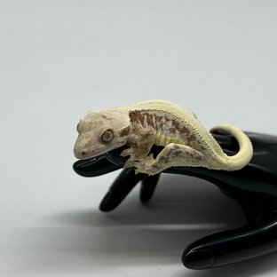 릴리화이트 레드