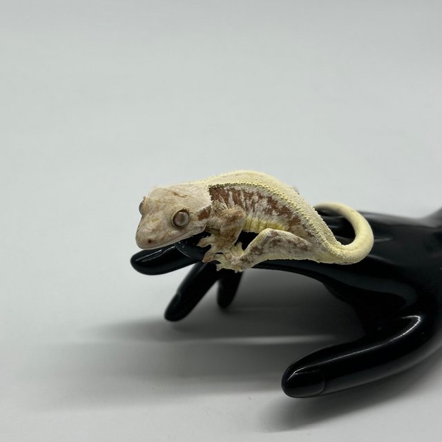 릴리화이트 레드