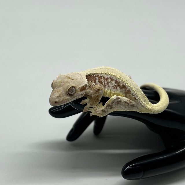 릴리화이트 레드