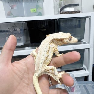 릴리화이트