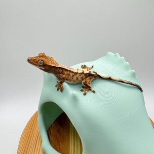 세이블