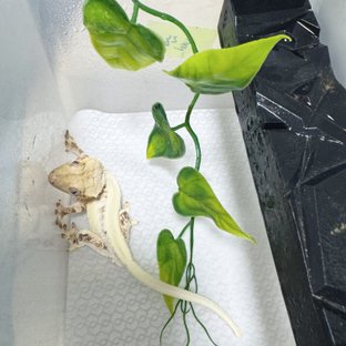 릴리화이트 솔리드백