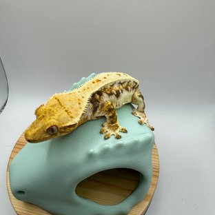 릴리화이트 젠젝스