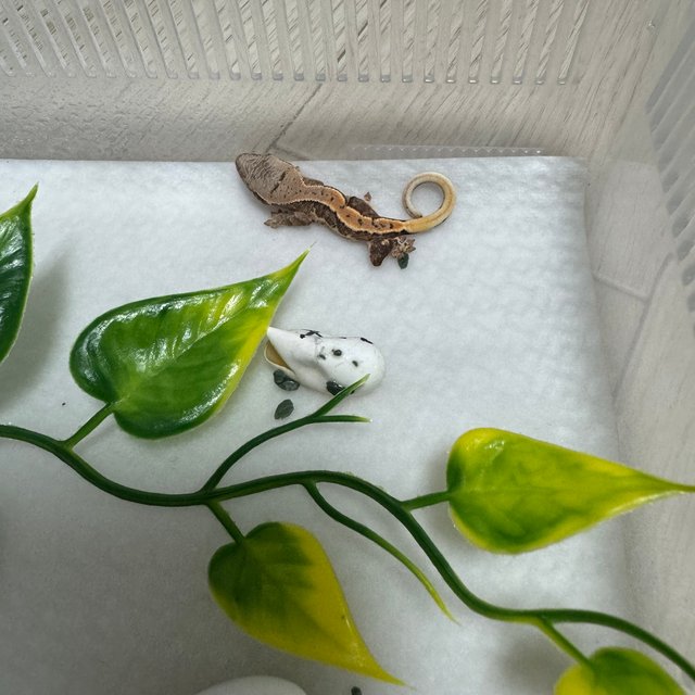 릴리100%헷아잔틱