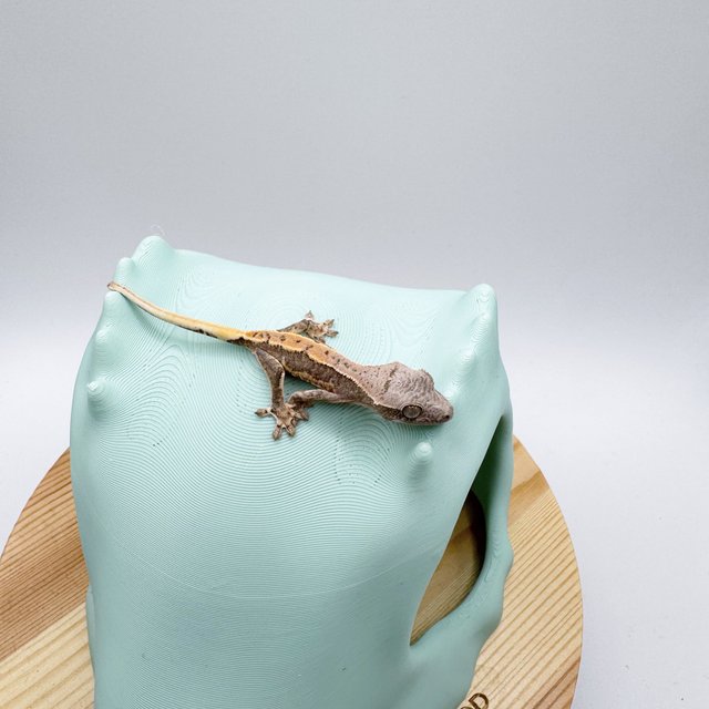 릴리100%헷아잔틱