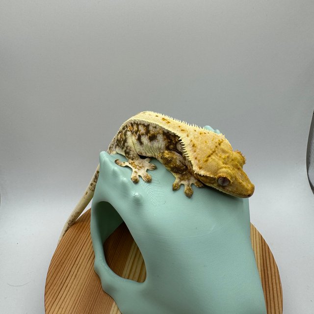 릴리화이트 젠젝스