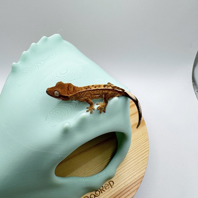 100%헷아잔틱 쿼드