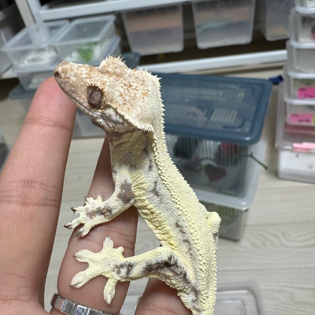 릴리화이트 솔리드백