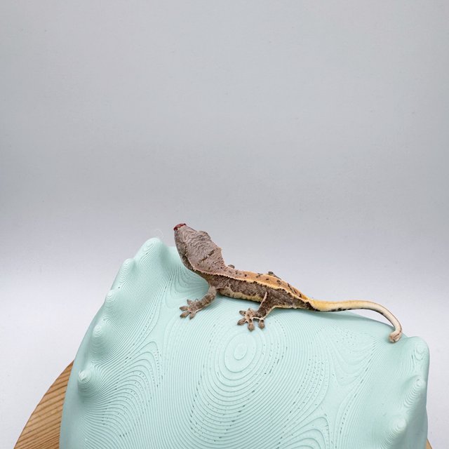 릴리100%헷아잔틱