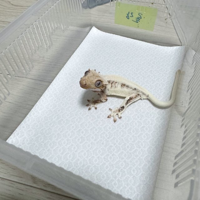 릴리화이트 솔리드백