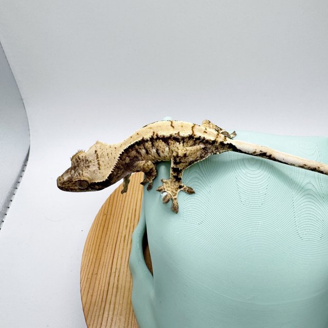 트라이 젠젝스 노멀