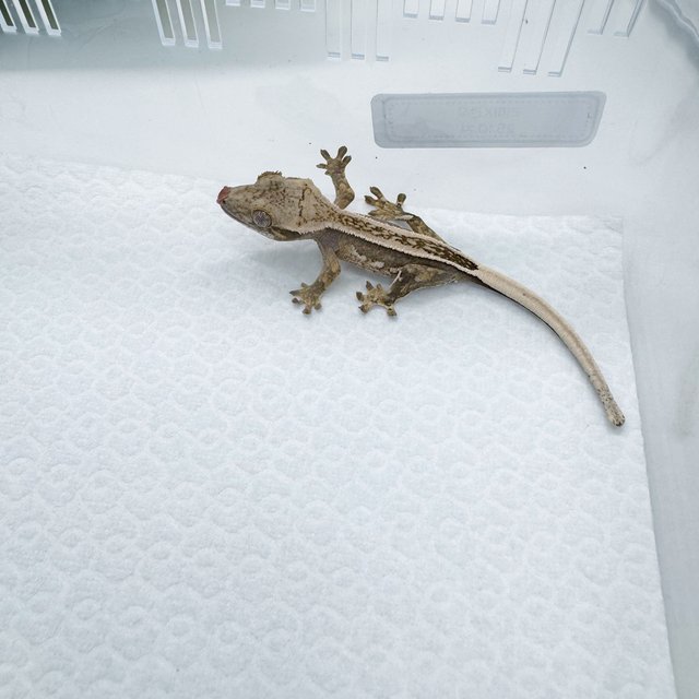 핀스트라이프 풀핀 쿼드 노멀