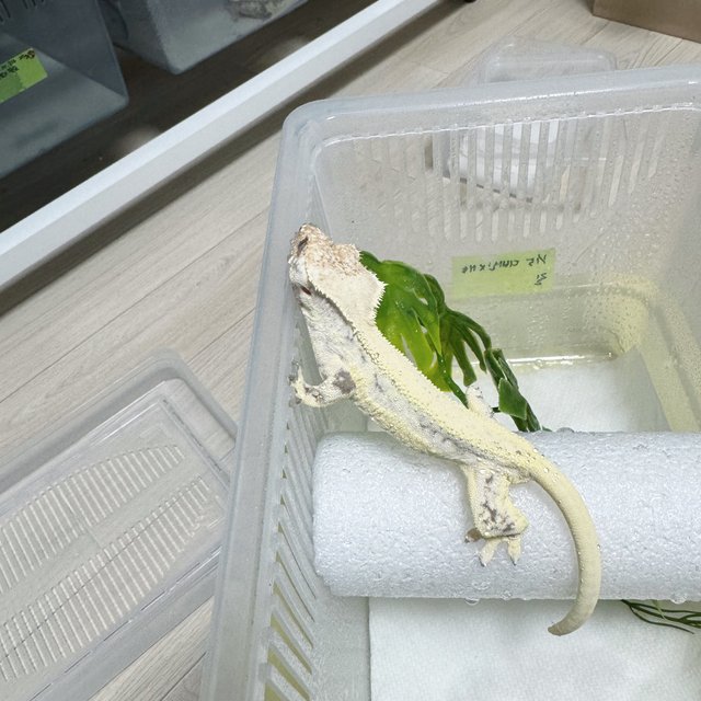 릴리화이트 솔리드백