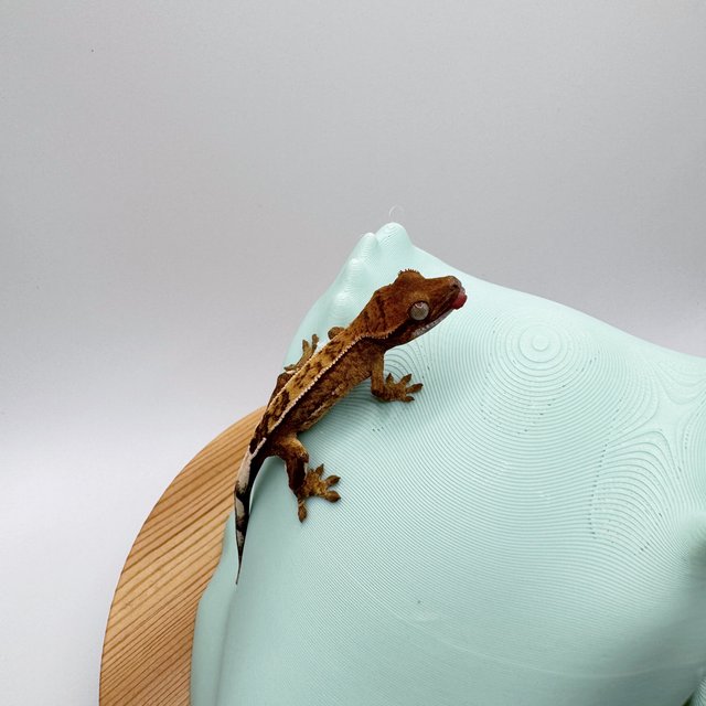 100%헷아잔틱 쿼드