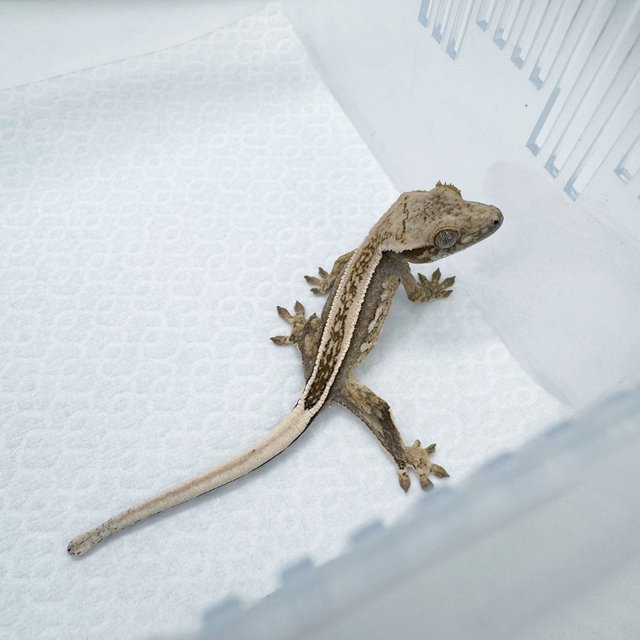 핀스트라이프 풀핀 쿼드 노멀