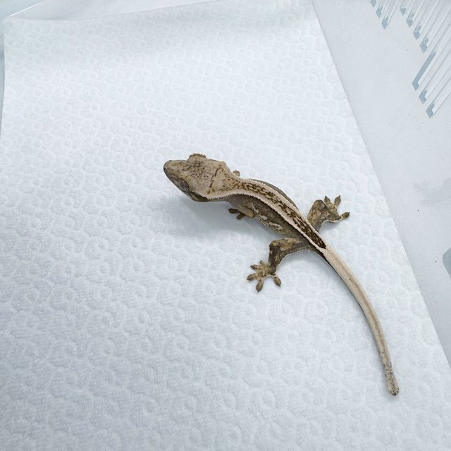 핀스트라이프 풀핀 쿼드 노멀