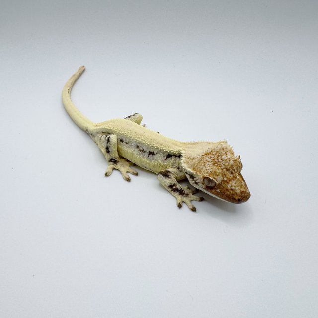 릴리화이트 솔리드백