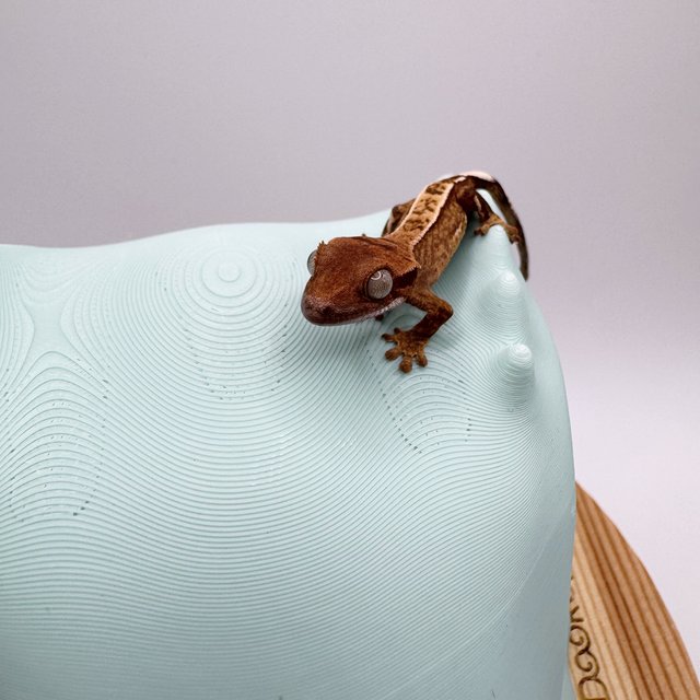 100%헷아잔틱 쿼드