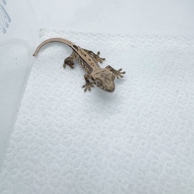 핀스트라이프 쿼드 노멀