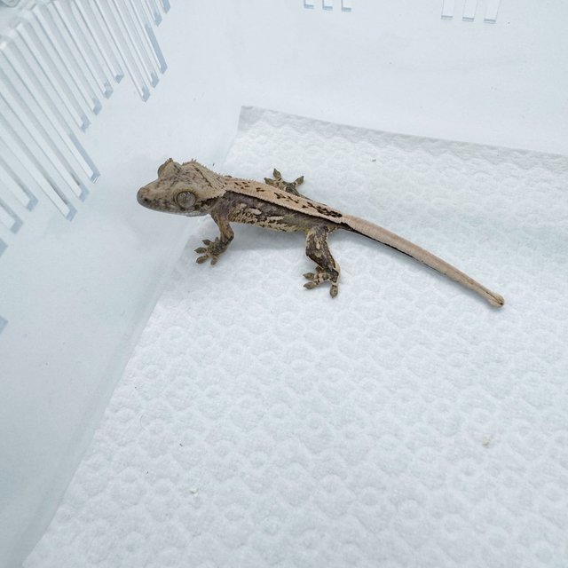 핀스트라이프 쿼드 노멀