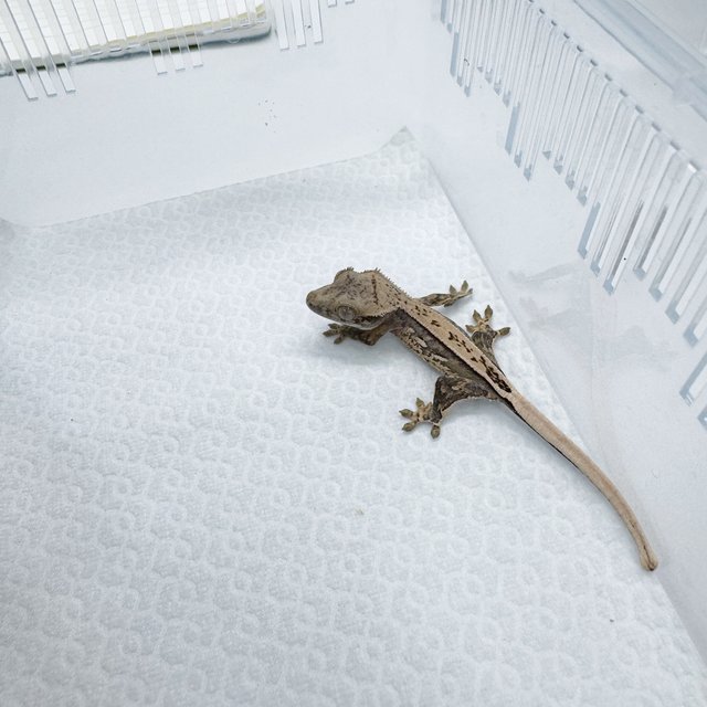 핀스트라이프 쿼드 노멀