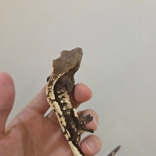 세이블