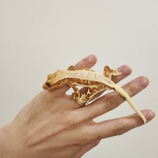 코별