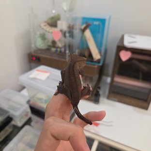아잔틱