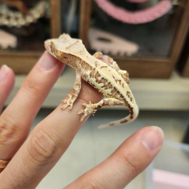 프라푸치노