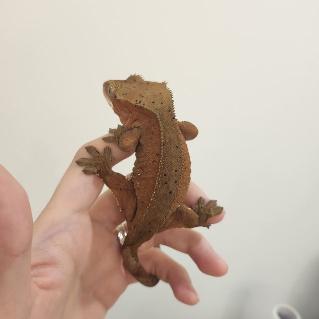 달마시안 슈퍼달마시안