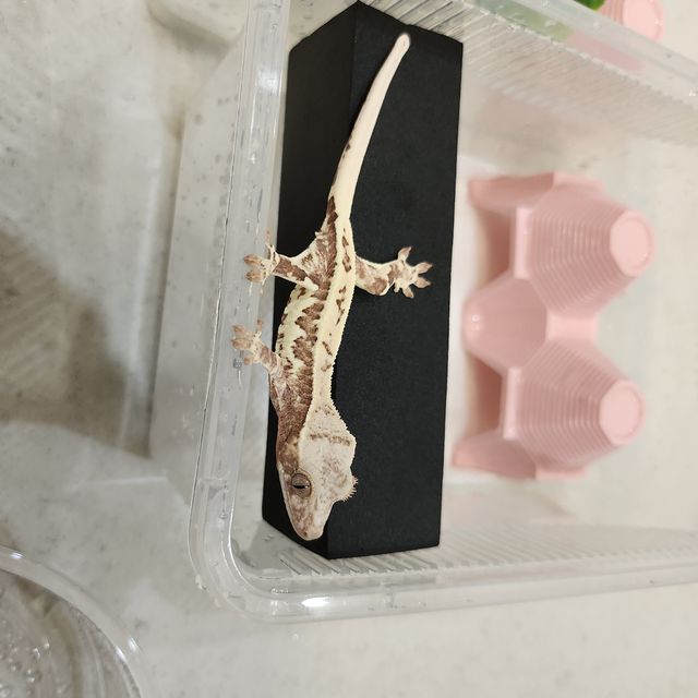 프라푸치노