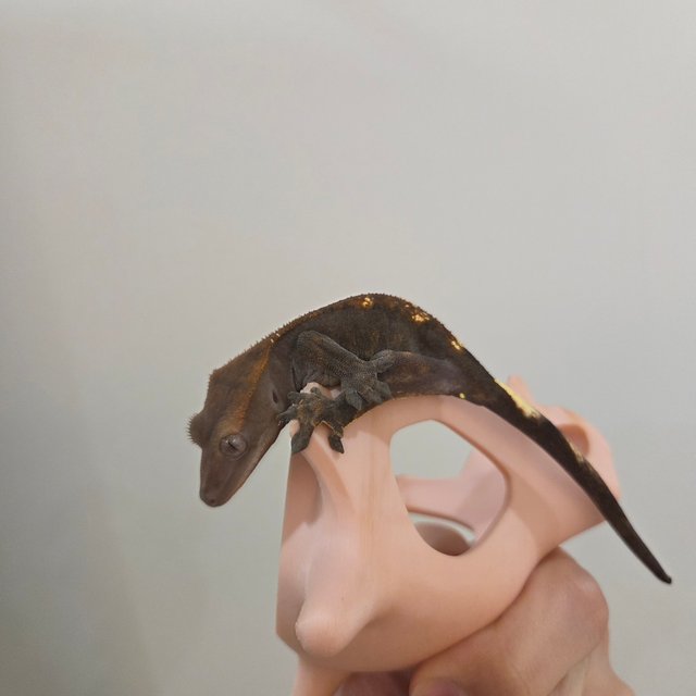 카푸치노 100%헷아잔틱